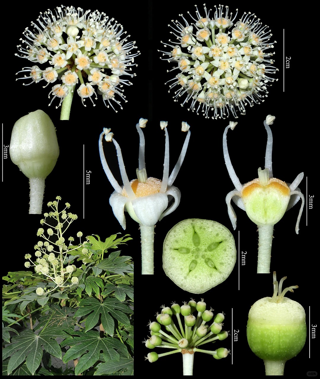 八角金盘 五加科_1_植物精细解剖组图_来自小红书网页版.jpg|500