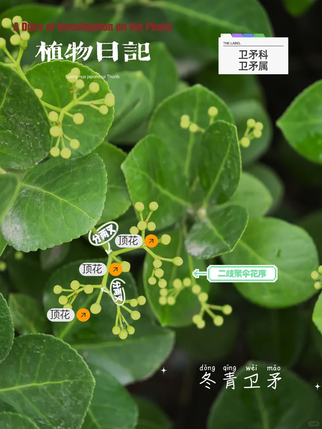 冬青卫矛.jpg|500
