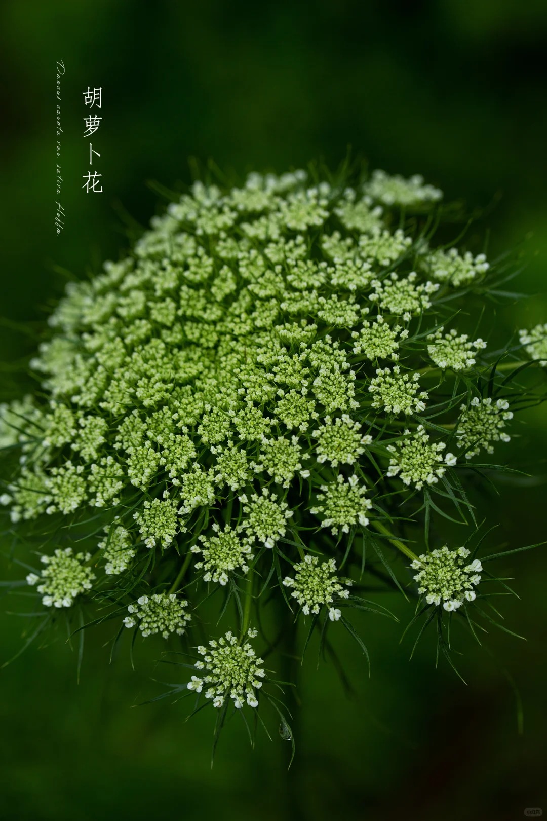 胡萝卜.jpg|500
