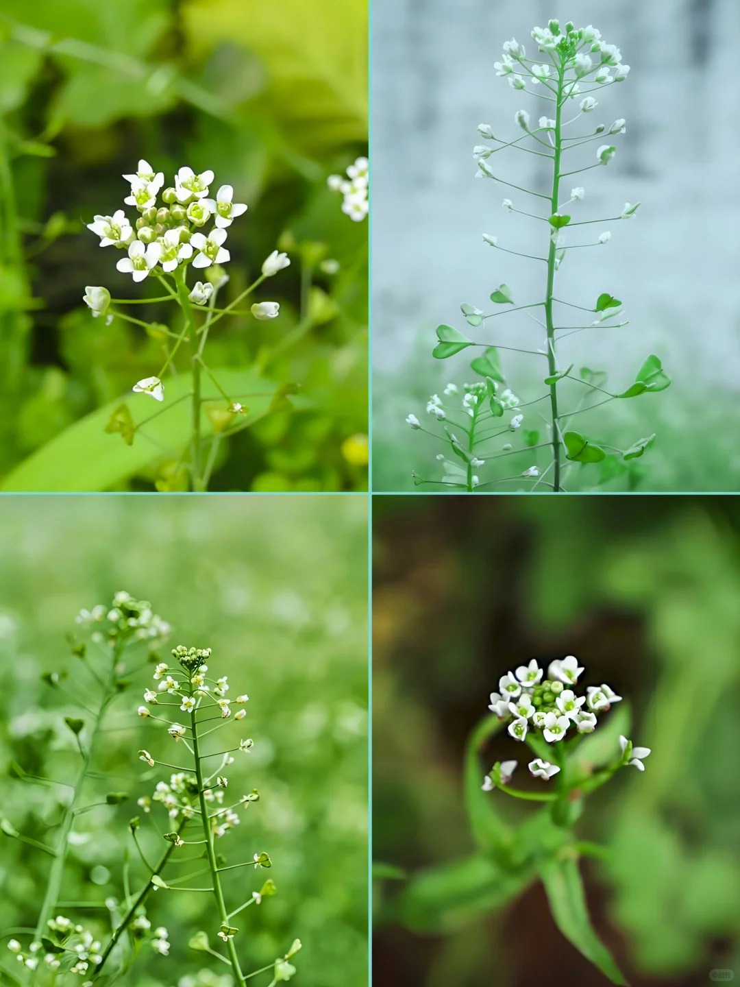 荠菜.jpg|500