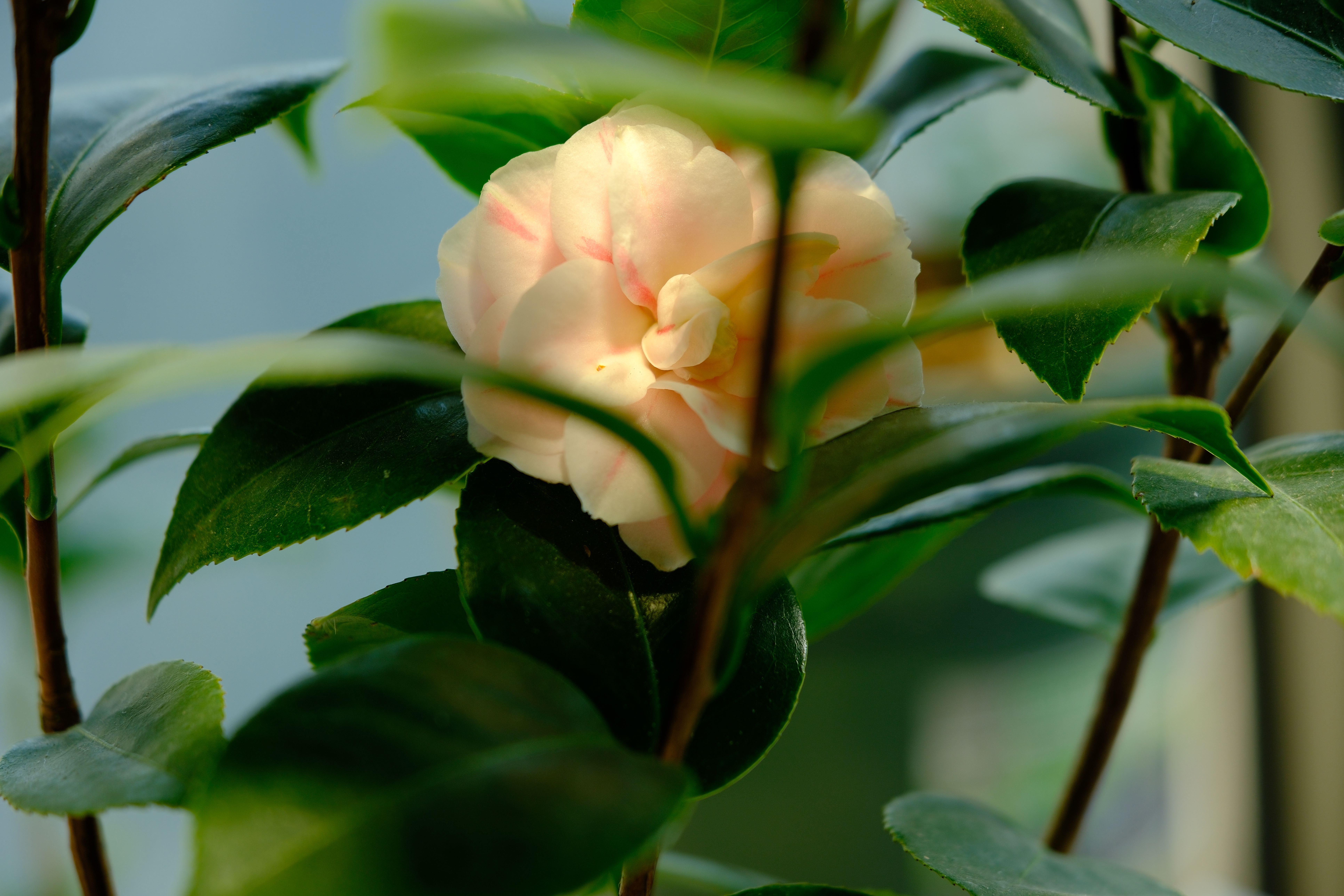 DSCF5301.JPG