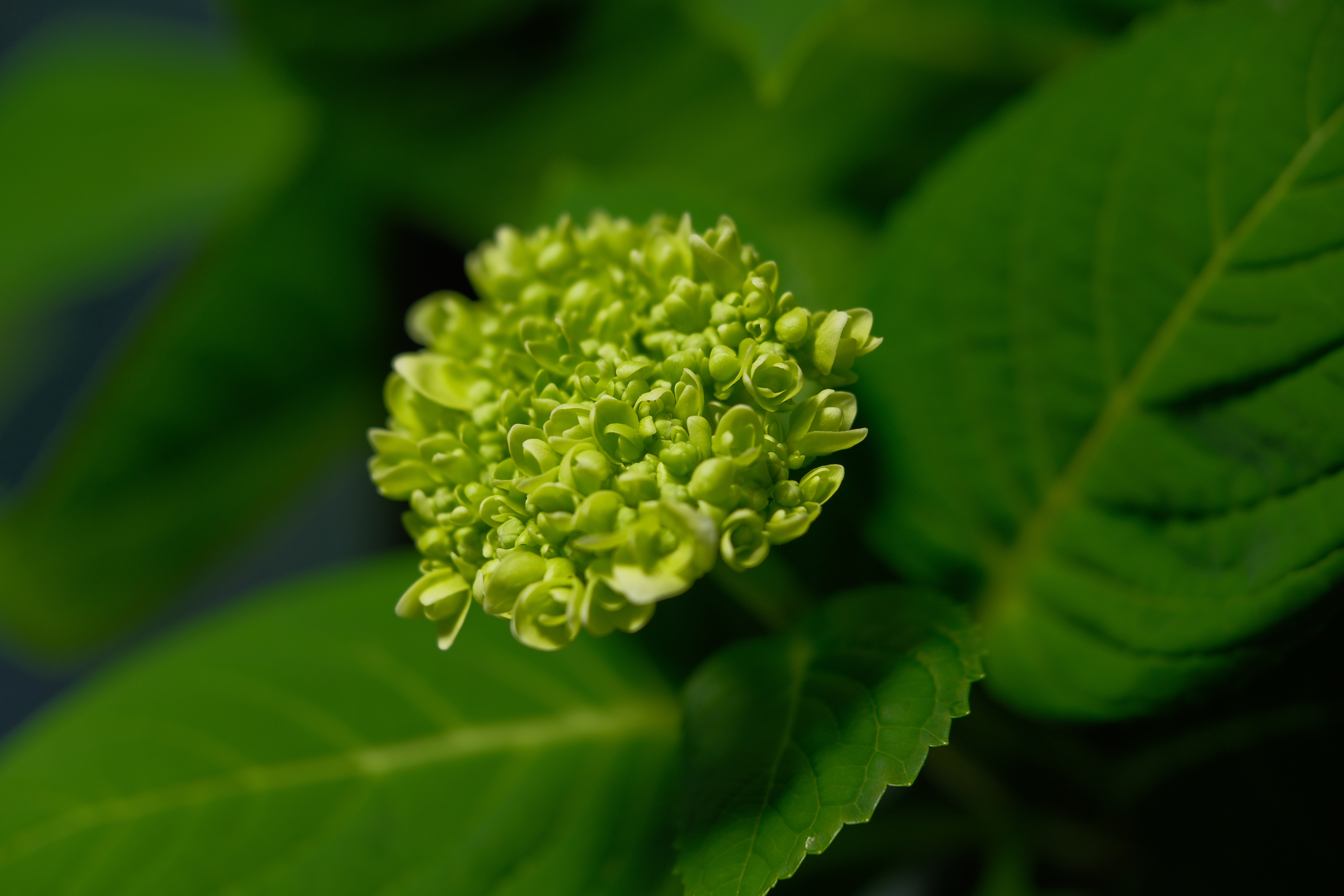 DSCF5671
