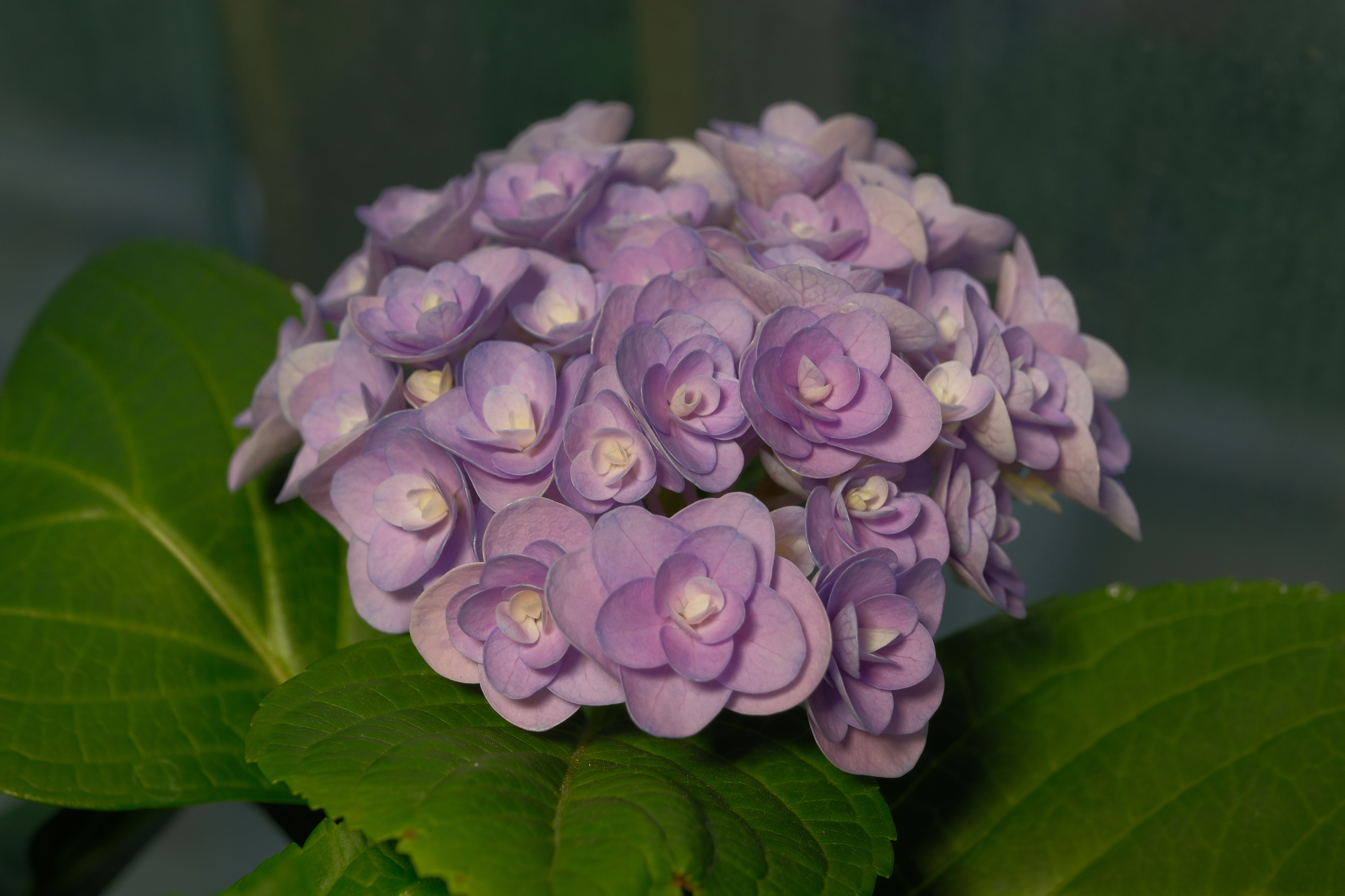 DSCF5676