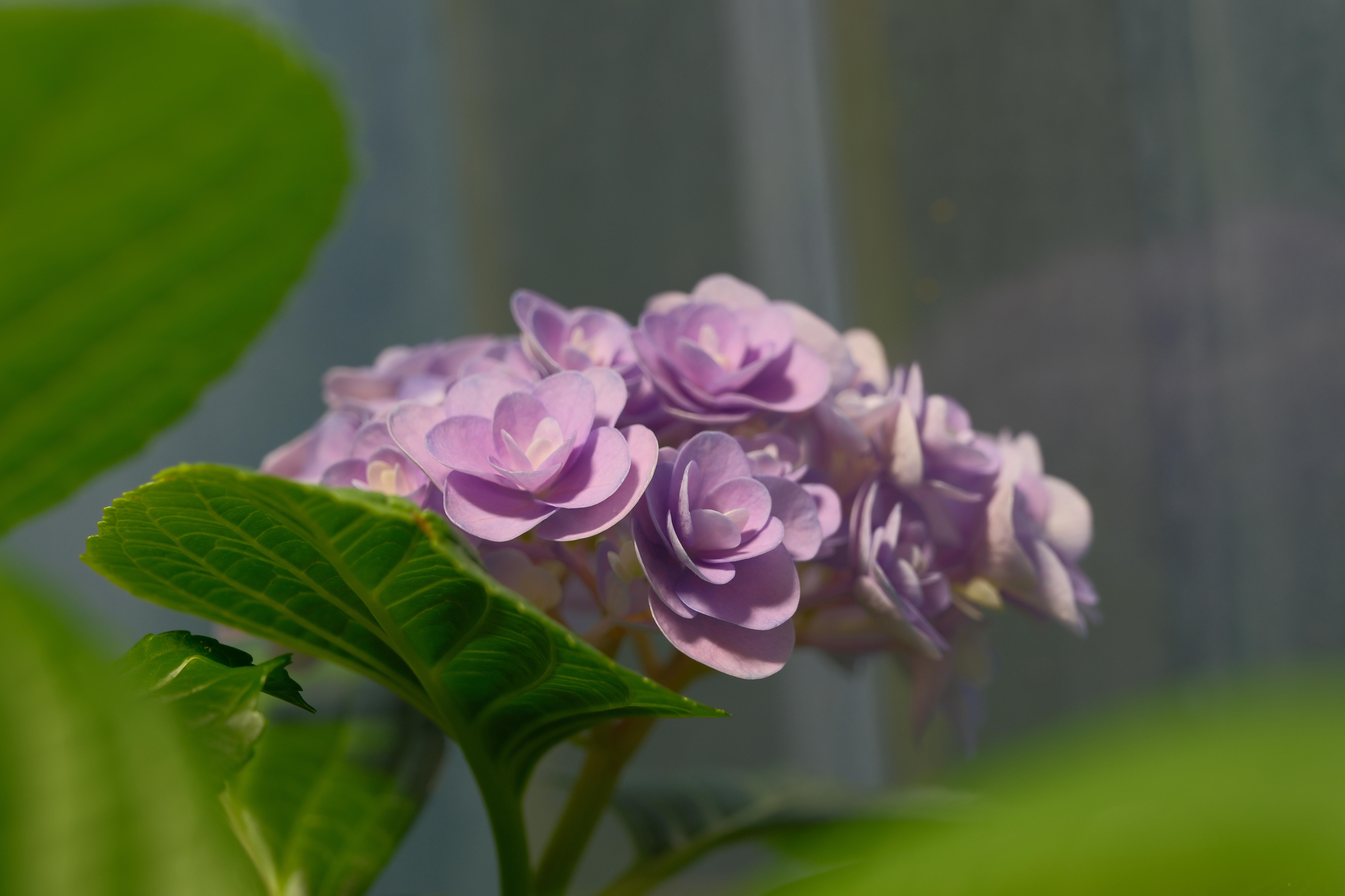 DSCF5678